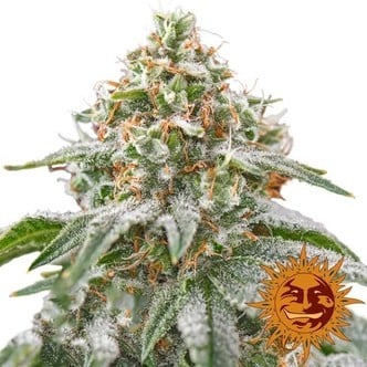 Pink Kush (Barney's Farm) feminisiert