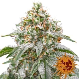 Pink Kush (Barney's Farm) Feminized