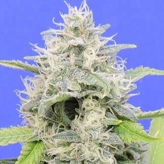 Zkittzy Gorilla (Original Sensible) Feminized