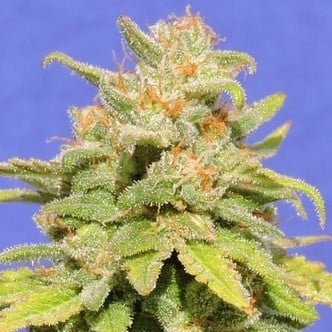 White Crystal Meth Auto (Original Sensible) Feminized