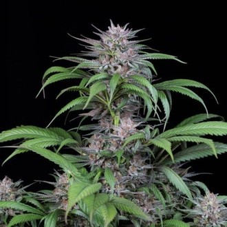 Quick Kush (Dinafem) Feminized