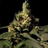 Citral Skunk (Bulldog Seeds) feminized