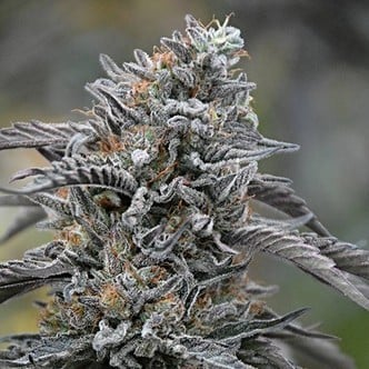 Black D.O.G. (Humboldt Seeds) Feminized