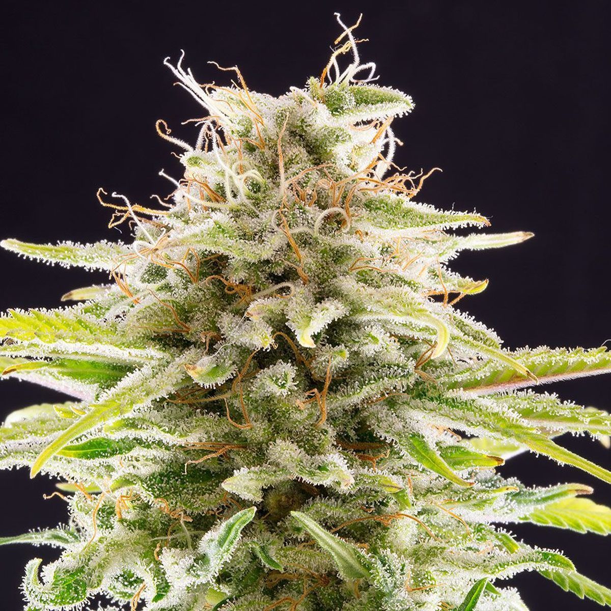 円高還元 ヤマン様専用 OG Kush 5ml nakedinjamaica.com