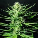 Cinderellas (Sumo Seeds) feminisiert