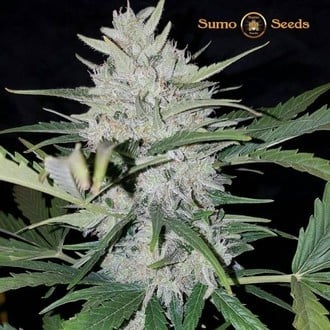 White Cheese Auto (Sumo Seeds) feminisiert