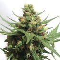 Sumo's OG Kush Auto (Sumo Seeds) feminized