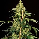 Jack Herer (Bulldog Seeds) feminized