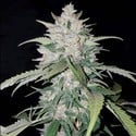 AK Full Auto (Sumo Seeds) feminisiert