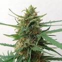 Impala 64 Haze Auto (Sumo Seeds) feminisiert