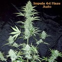 Impala 64 Haze Auto (Sumo Seeds) feminisiert