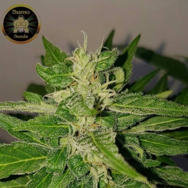 Deep Purple Haze Auto Sumo Seeds Zamnesia