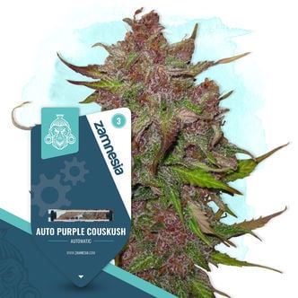 Auto Purple CousKush (Zamnesia Seeds) feminisiert