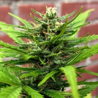 Auto Anthrax (BSB Genetics) feminisiert