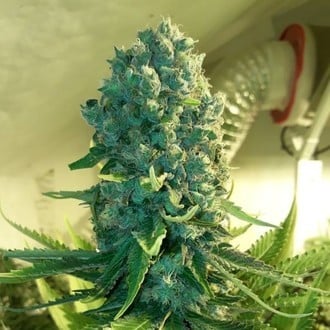 Cali Dream (BSB Genetics) feminisiert