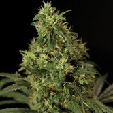 Northern Light (Bulldog Seeds) feminized