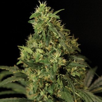 Northern Light (Bulldog Seeds) feminized