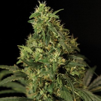 Northern Light (Bulldog Seeds) feminisiert