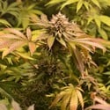 West Coast Bubbles (Sumo Seeds) feminisiert