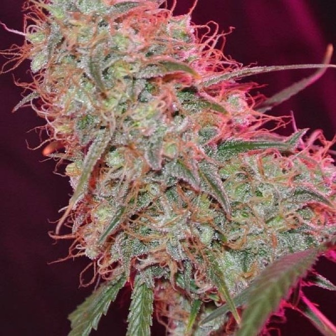 Zombie Haze - Sumo Seeds - Zamnesia