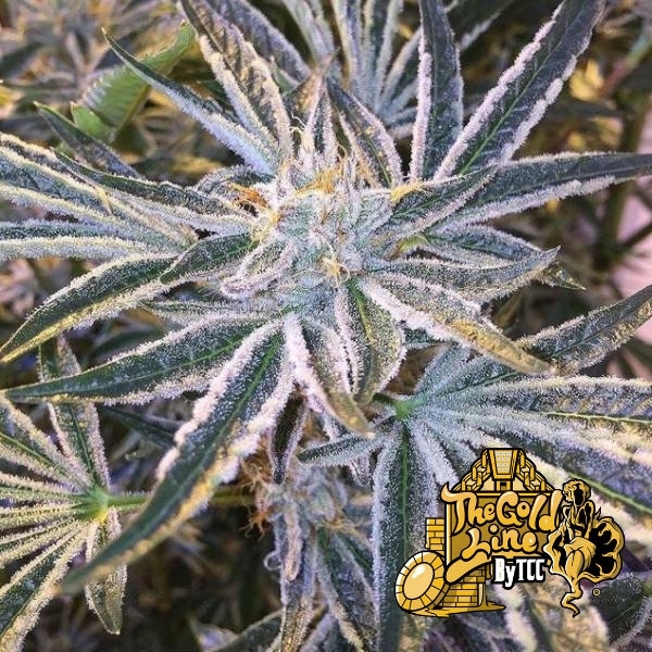 Forbidden Mints (Sin City Seeds) :: Cannabis Strain Info