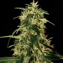 Silver Star Haze (Bulldog Seeds) feminized