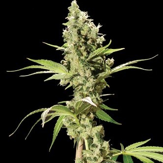 Sour Diesel (Bulldog Seeds) feminized