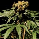 The Bulldog Chronic (Bulldog Seeds) feminisiert