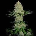 Silver Buddha Haze (Sumo Seeds) feminisiert