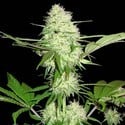 Silver Buddha Haze (Sumo Seeds) feminized