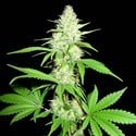 Amnesia Ganja Haze (Sumo Seeds) feminisiert