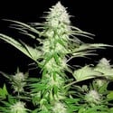 Sweet Harlem Diesel (Sumo Seeds) feminisiert