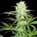 Thunderstruck (Sumo Seeds) feminisiert