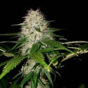 Sumo's OG Kush (Sumo Seeds) feminisiert