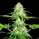 Appleberry (Sumo Seeds) feminisiert