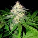 Berries & Cheese (Sumo Seeds) feminisiert