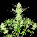 Ultimate AK (Sumo Seeds) feminized