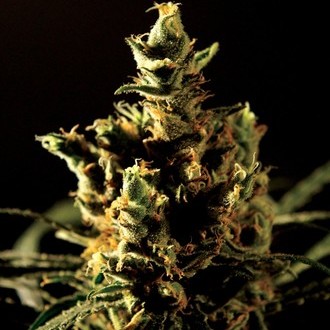 The Bulldog Haze (Bulldog Seeds) feminized