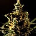 The Bulldog Haze (Bulldog Seeds) feminized