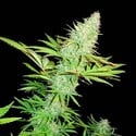 CBD Kong's Kush (Sumo Seeds) feminisiert