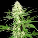 Sumo's Big Bud (Sumo Seeds) feminisiert