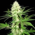 Sumo's Big Bud (Sumo Seeds) feminized