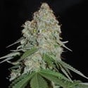 White Widow Original (Sumo Seeds) feminisiert