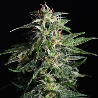 Swiss Dream Auto CBD (Kannabia) feminisiert