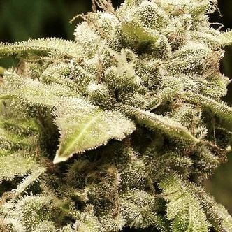 Gorilla x White Widow (Expert Seeds) feminized