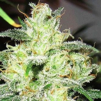 Gorilla x Cheese (Expert Seeds) feminized