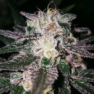 Gorilla Cookies (Expert Seeds) feminisiert