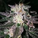 Gorilla Cookies (Expert Seeds) feminized