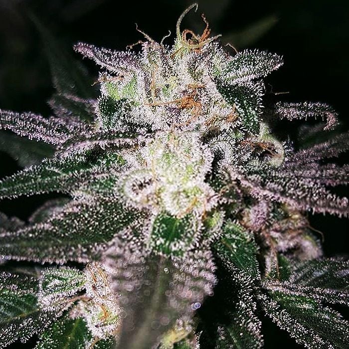 Gorilla Glue Feminisiert (Kings Seed)