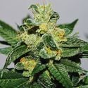 White Gold (Expert Seeds) feminisiert